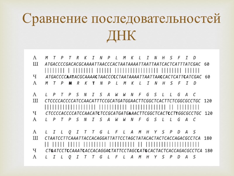 Сравнение последовательностей ДНК